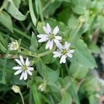 Stellaria aquatica Λουλούδι