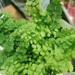 Adiantum capillus-venerisЛист