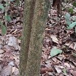 Mallotus oppositifolius Bark