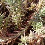 Petrosedum rupestre পাতা