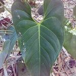 Anthurium andraeanum Leaf