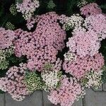 Achillea distans Цвят