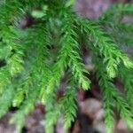 Lycopodium dendroideum Foglia