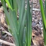 Sternbergia lutea Foglia