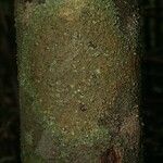 Lacmellea aculeata Kabuk