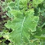 Brassica rupestris Leaf