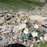 Ranunculus seguieri Flor