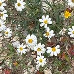 Melampodium leucanthum Flor