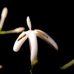 Ixora nicaraguensis Flower