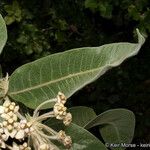 Asclepias eriocarpa Levél