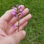 Verbena halei Λουλούδι