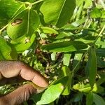 Intsia bijuga 其他