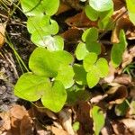 Anemone hepaticaLehti