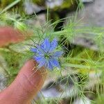 Nigella sativaFloare