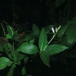 Spigelia hamellioides Tervik taim