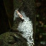 Landolphia robustior Bark