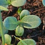 Cucumis sativus Leaf