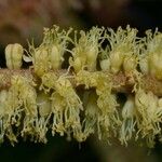 Stryphnodendron microstachyum Фрукт