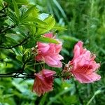 Rhododendron calendulaceum Fula