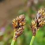 Carex lachenalii Fruto