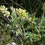 Oxytropis pilosa Blüte