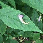 Strobilanthes pentastemonoides Ліст