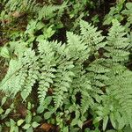 Athyrium ammifolium