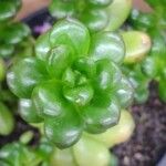 Sedum hernandezii Foglia