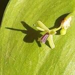 Ruscus hypoglossum Fiore