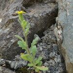 Senecio viscosus पत्ता