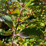 Spiraea trilobata Leaf