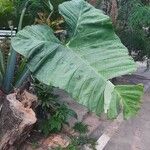 Colocasia gigantea Leaf