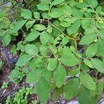 Vaccinium ovalifolium Folio