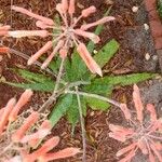 Aloe swynnertonii Květ