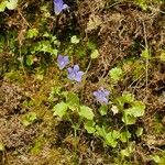 Wahlenbergia hederacea Flor