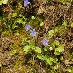 Wahlenbergia hederacea Flower