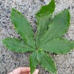 Schefflera digitata Hoja