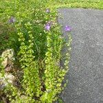 Triodanis perfoliata Hábito