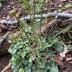 Cardamine parviflora Fuelha