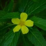 Turnera angustifolia 花