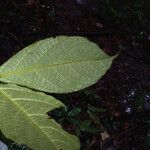 Cordia nodosa Blatt