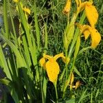 Iris pseudacorus Çiçek