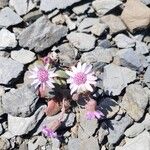 Senecio varicosus Flower