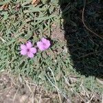 Dianthus glacialis Flor