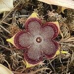 Edithcolea grandis Ostatní