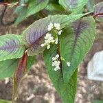 Persicaria microcephala Kvet