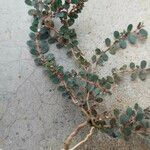 Euphorbia serpens Blatt