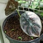 Alocasia cuprea Blatt