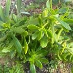 Sedum dendroideumLeaf