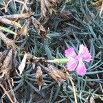 Dianthus anatolicus Kukka